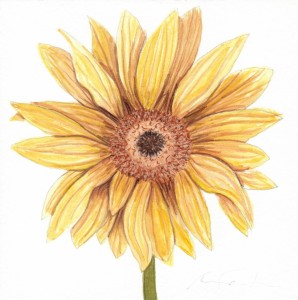 Angela Faustina, Sunflower I study, 2015. Watercolor on paper, 6" by 6". Private Collection.