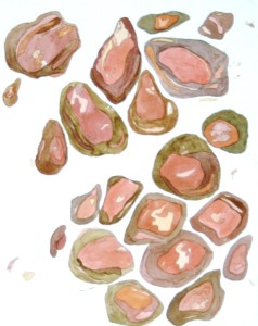 Angela Faustina, Pomegranate III (66), 2009. Watercolor copper etching on paper, 15” by 18”.