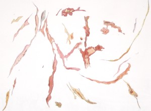 Angela Faustina, Grapefruit II (67), 2009. Watercolor copper etching on paper, 18” by 15”.
