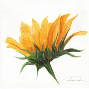 Angela Faustina, Sunflower IV study, 2015. Watercolor on paper, 6" by 6". Private Collection.