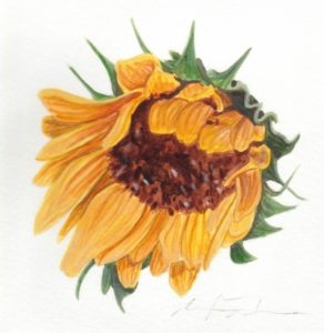 Angela Faustina, Sunflower V study, 2015. Watercolor on paper, 6" by 6". Private Collection.