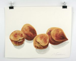 Angela Faustina, Georgia peaches study, 2016. Watercolor on paper, 12" by 9".