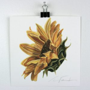 Angela Faustina, Sunflower VII study, 2016. Watercolor on paper, 6" by 6".