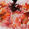 Angela Faustina, FIG VIX 5×7 fine art print