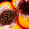 Angela Faustina, GEORGIA PEACH XIV fine art print 6×6