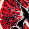 Angela Faustina, BLOOD ORANGE XX fine art print 6×6