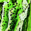 Angela Faustina, KIWI IV fine art print 5×7