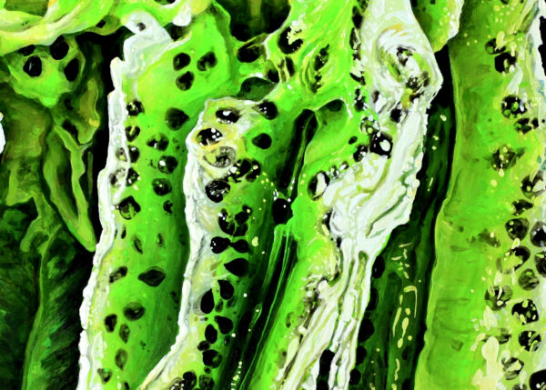 Angela Faustina, KIWI IV fine art print 5×7